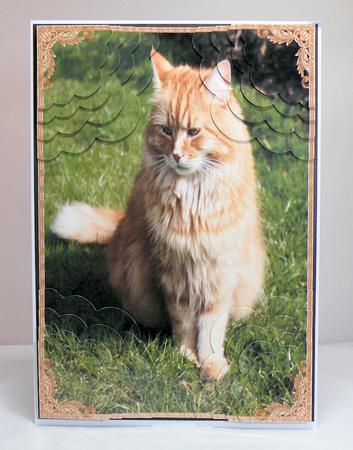 A4 Long Haired Ginger Cat 4 Corner Scallop Stacker Card Kit by Hazel Pepper