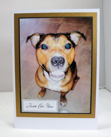 Staffordshire Bull Terrier by Hazel Pepper