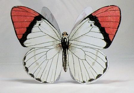 Butterfly Stand Up Card 13 by Hazel Pepper