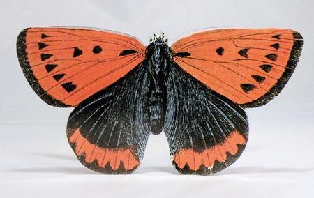 Butterfly Stand Up Card 14 by Hazel Pepper