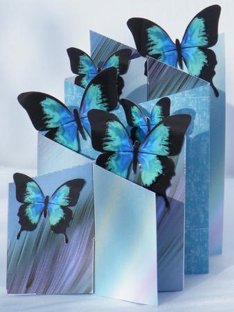 Butterfly Cascade 6 by Hazel Pepper