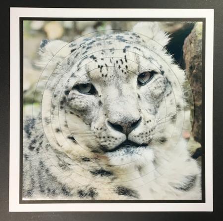 Because We Love Furries - Snow Lepard Pyrimage +insert & Tag by Hazel Pepper