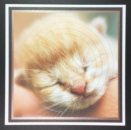 Furry Friends & Familiars - Kitten - Cute Newborn Insert Tag by Hazel Pepper