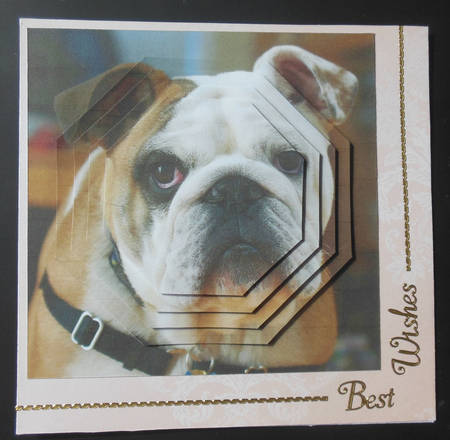 Furry Friends & Familiars - Dog - English Bulldog +tag+ by Hazel Sumner
