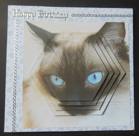 Furry Friends & Familiars - Cats - Siamese 4 + Tag + by Hazel Sumner