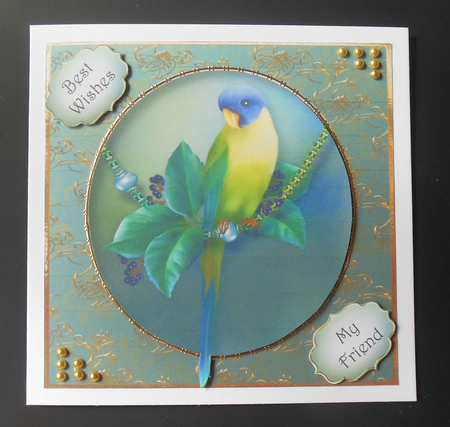 Pretty Parakeet 8x8 by Hazel Sumner