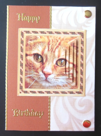 JJ CAT FULL FACE 5X5 3 by Hazel Sumner