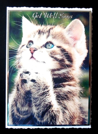 Praying Kitten A5 Quick Card by Hazel Sumner