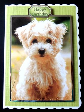 Cute Puppy A5 Quick Card by Hazel Sumner