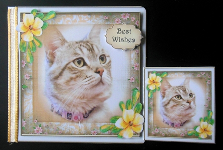 Beautiful Tiddles the Cat  by Hazel Sumner