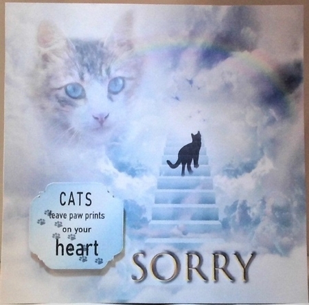 loss of a cat by Hazel Underwood