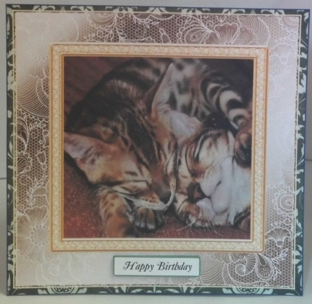 CHOOSE YOUR SENTIMENT KITTENS CUDDLES by Hazel Underwood