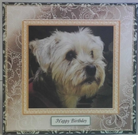 CHOOSE YOUR SENTIMENT YORKIE LURRVE by Hazel Underwood