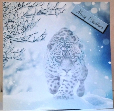 leopard in the snow  by Hazel Underwood
