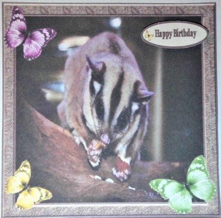 Sweet Little Sugar Glider 7x7  by Hazel Underwood