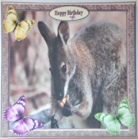 Sweet Little Rock Wallaby 7x7 by Hazel Underwood
