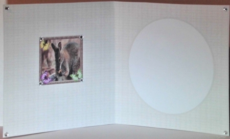 Sweet Little Rock Wallaby 7x7 Insert by Hazel Underwood