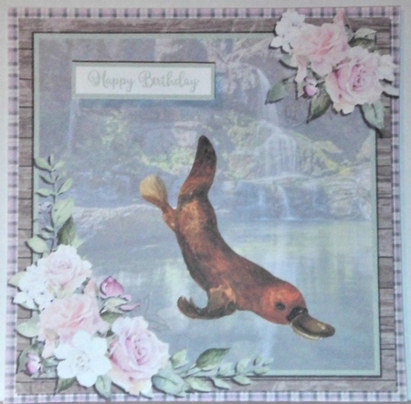 PLATYPUS 6X6 by Hazel Underwood