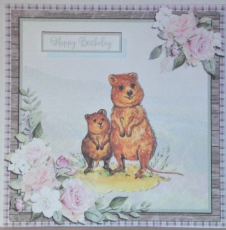 QUOKKAS 6X6 by Hazel Underwood