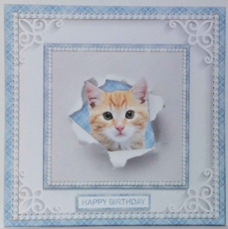 PEEKABOO CAT by Hazel Underwood