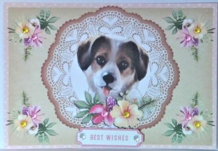 Cute doggie by Hazel Underwood