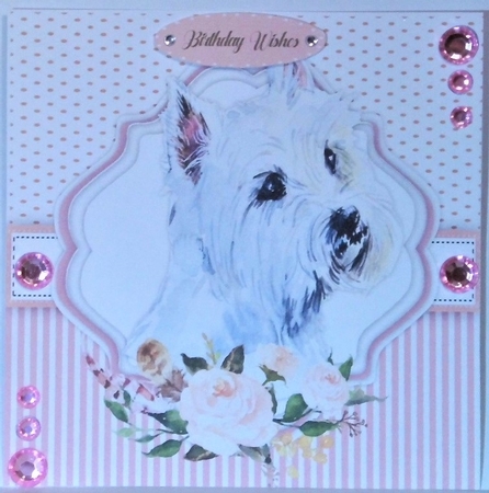 Beautiful Maltese Dog  by Hazel Underwood