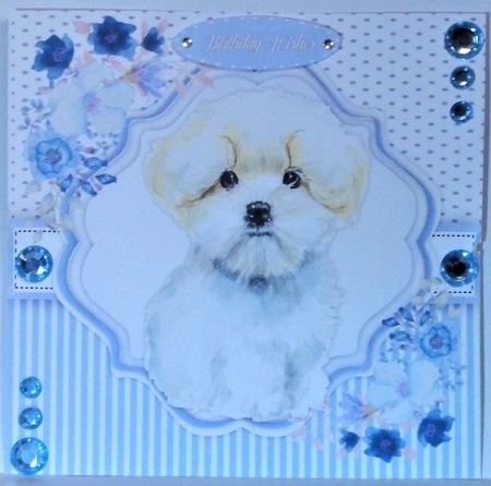 Beautiful Maltese Pup by Hazel Underwood