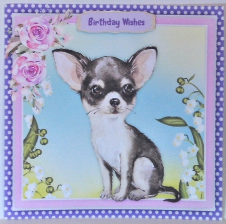 Gorgeous Black and White Chihuahua by Hazel Underwood