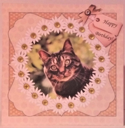 TABBY CAT GET WELL / BIRTHDAY 2 by Hazel Underwood