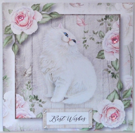 The White Cat & Pink Roses 8x8 by Hazel Underwood