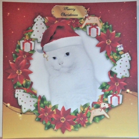 Gorgeous White Cat In Santa Hat 8x8 by Hazel Underwood