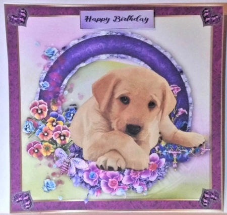 8x8 Pansie Garden Pup Labrador by Hazel Underwood