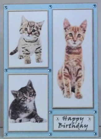 Cats and Kittens Birthday Card A5 by Hazel Underwood