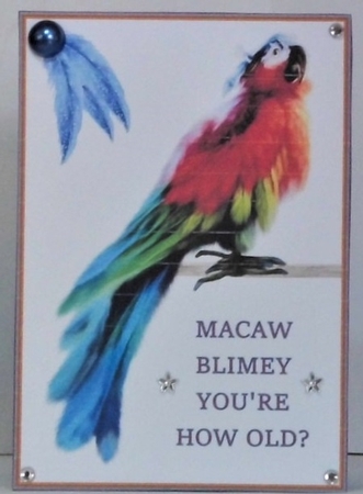 Two A5 macaw quick card fronts by Hazel Underwood