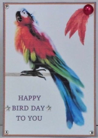 Two A5 macaw quick card fronts by Hazel Underwood