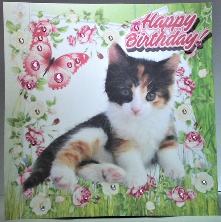 Cute tortoiseshell kitten with butterfly in flower frame 8x8  by Hazel Underwood