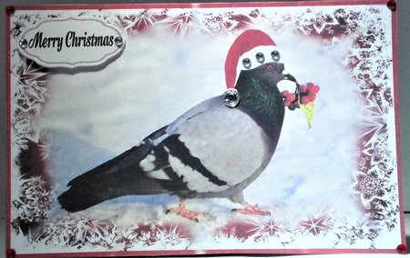 Pigeon by Hazel Underwood