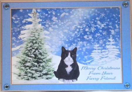 christmas cats by Hazel Underwood