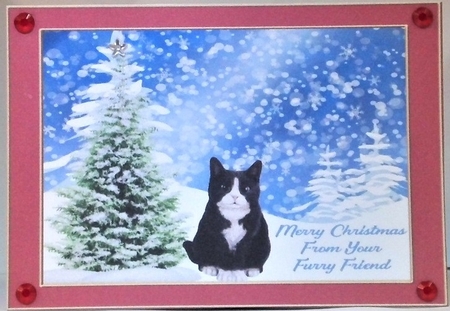 christmas cats by Hazel Underwood