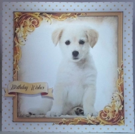 Gorgeous Lab Pup by Hazel Underwood