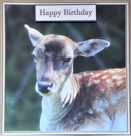 Fallow Deer Topper by Hazel Underwood