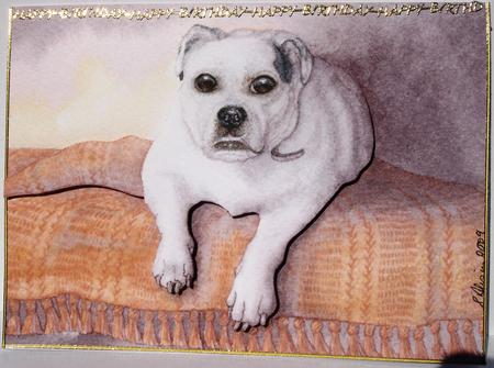 A4 English Bulldog by Heather Beechey