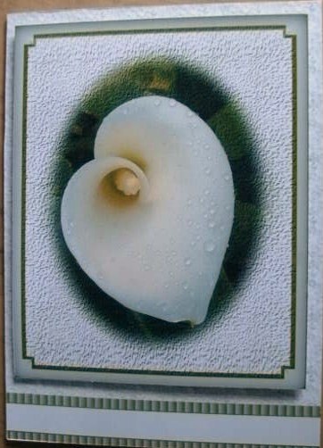 Thinking of You Lily by Heather Finn