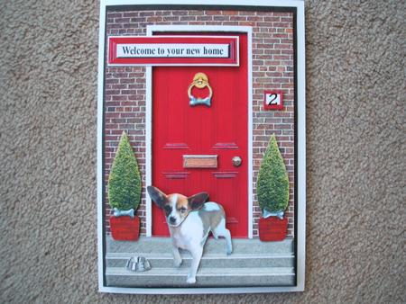 Chihuahua Smooth Coated with a Red Door by heather winslade