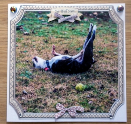 CUTE CANINES ( and stretch ) by Helen Gomm