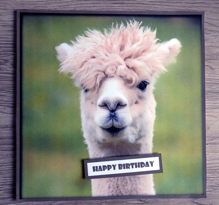 Funny Alpaca Quick Card by Helen Gomm