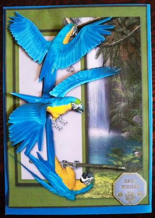 Blue & Yellow Macaws by Helen Gomm