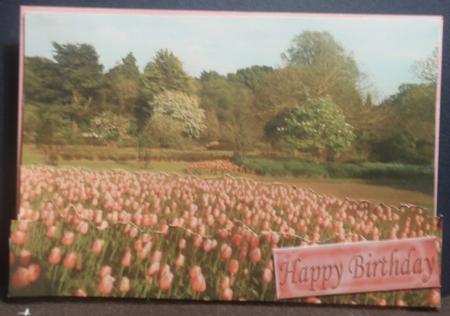 Woodland and Pink Tulips in the Spring by Helen Jennings