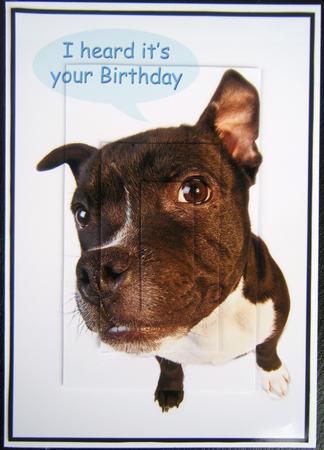 A4 Staffordshire Bull Terrier Birthday Card by Charlie Angel