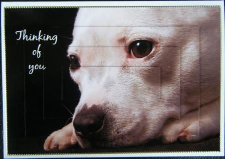 Thinking of You A4 Staffordshire Bull Terrier Card by Charlie Angel
